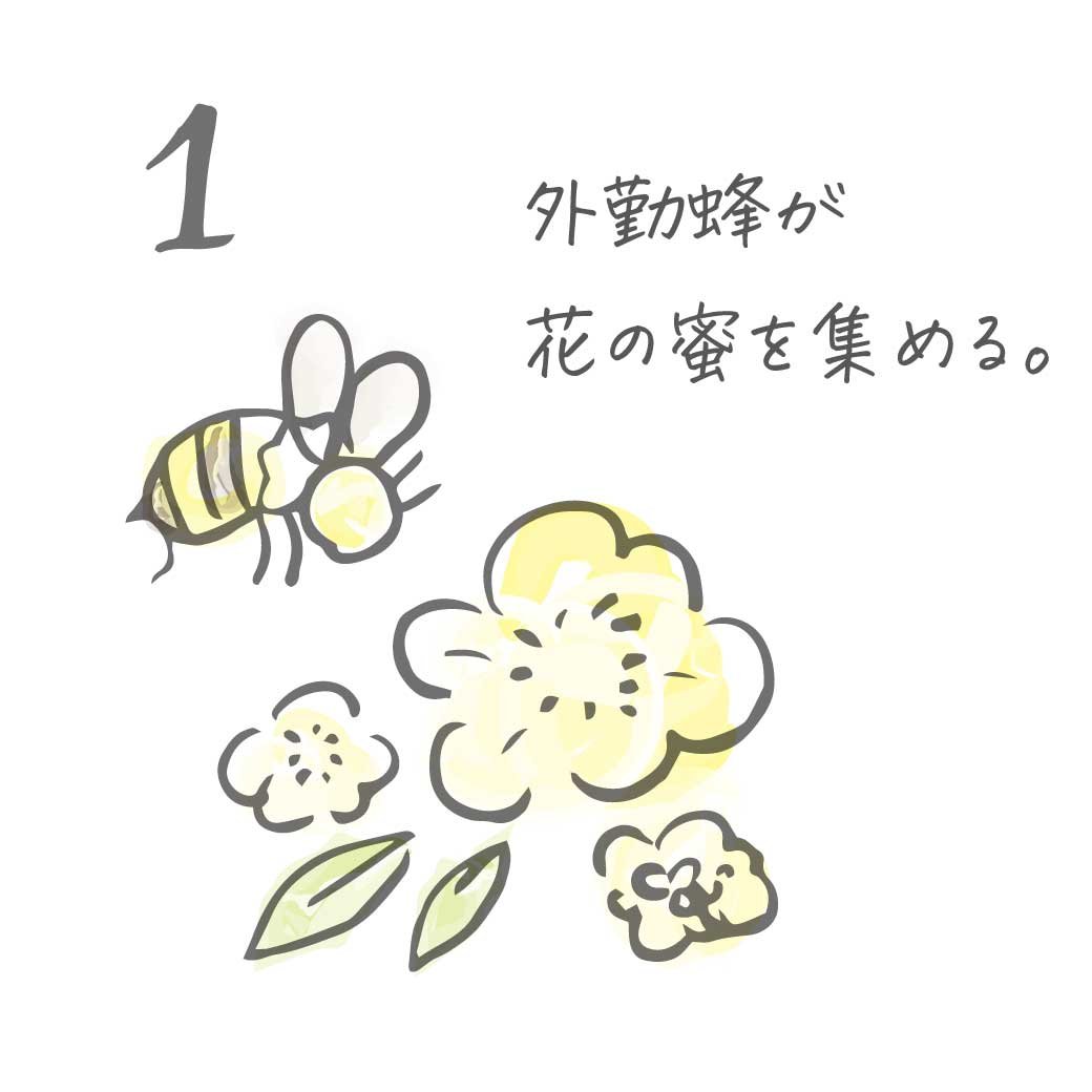 2025年新蜜】みかんの雫（チューブタイプ） みつばちのーと