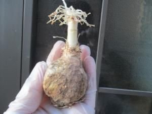 ゲチリス ナマクエンシス Gethyllis namaquensis 中球 - tipwell