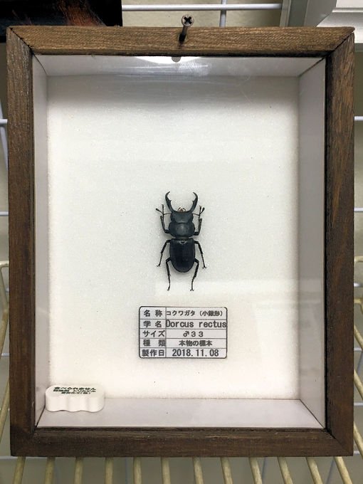 コクワガタ標本の製作依頼がありました。 | オオクワ京都昆虫館
