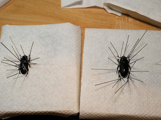 コクワガタ標本の製作依頼がありました。 | オオクワ京都昆虫館